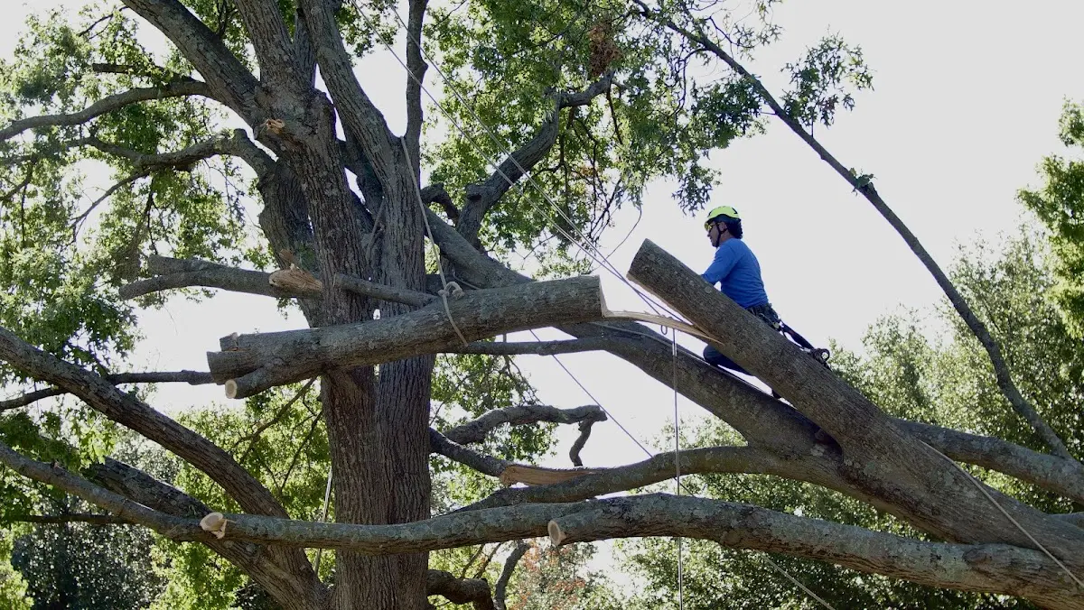 Professional Hazardous Tree Removal performed by certified arborists in Willimantic